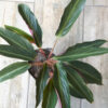 Calathea negra