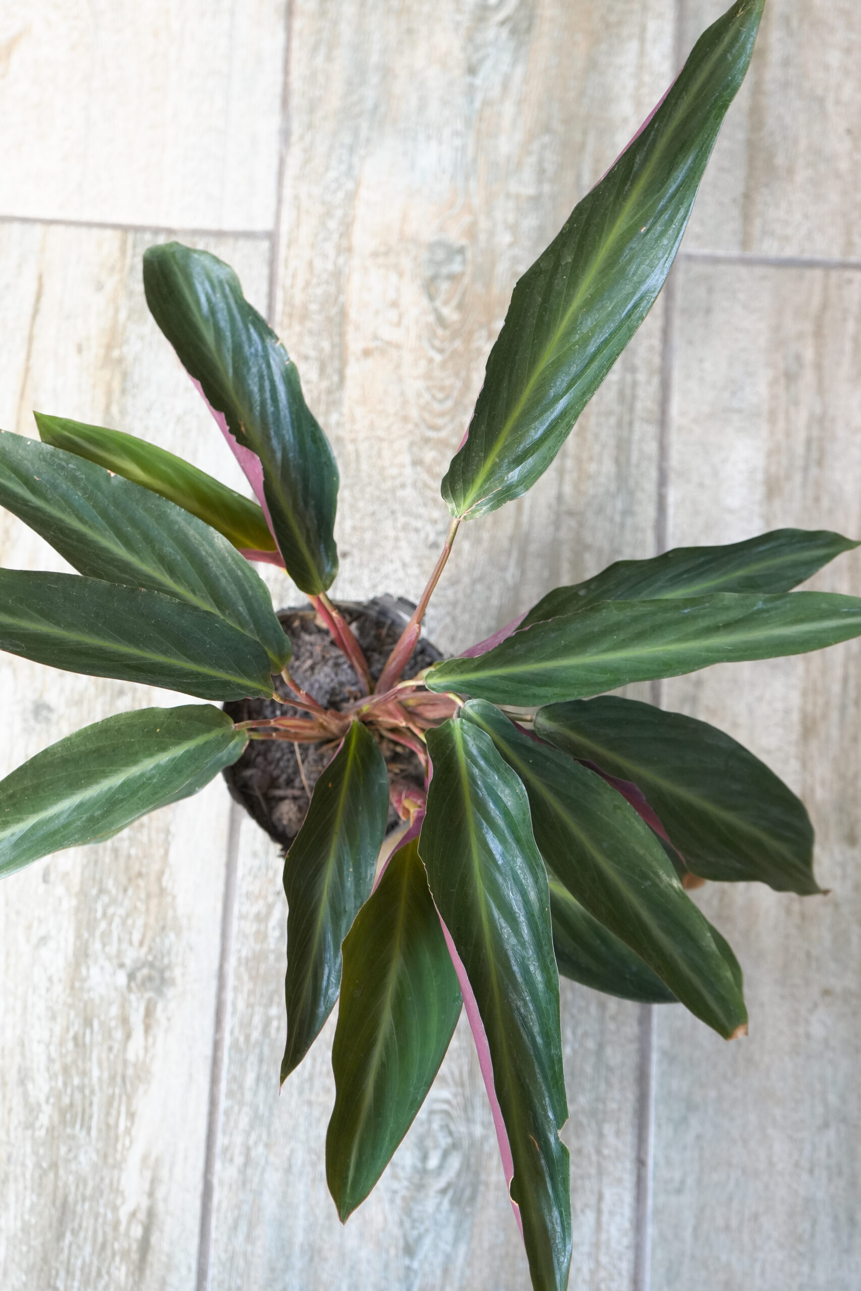 Calathea negra