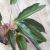 Calathea negra