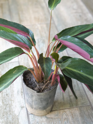 Calathea negra