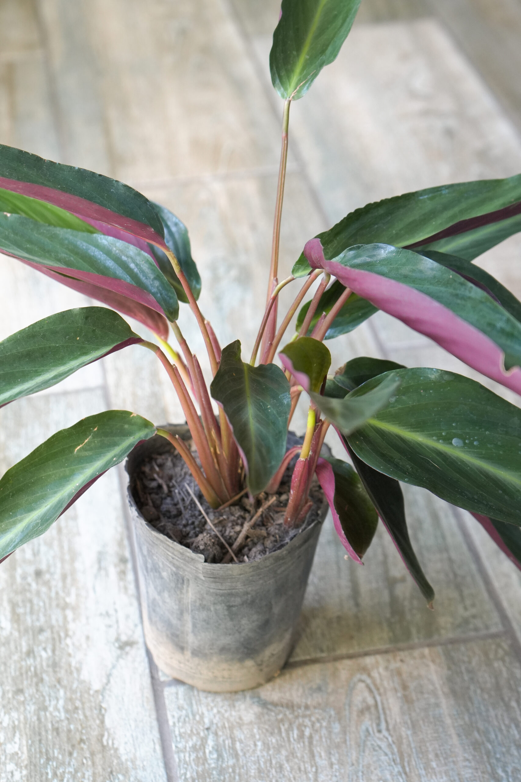 Calathea negra
