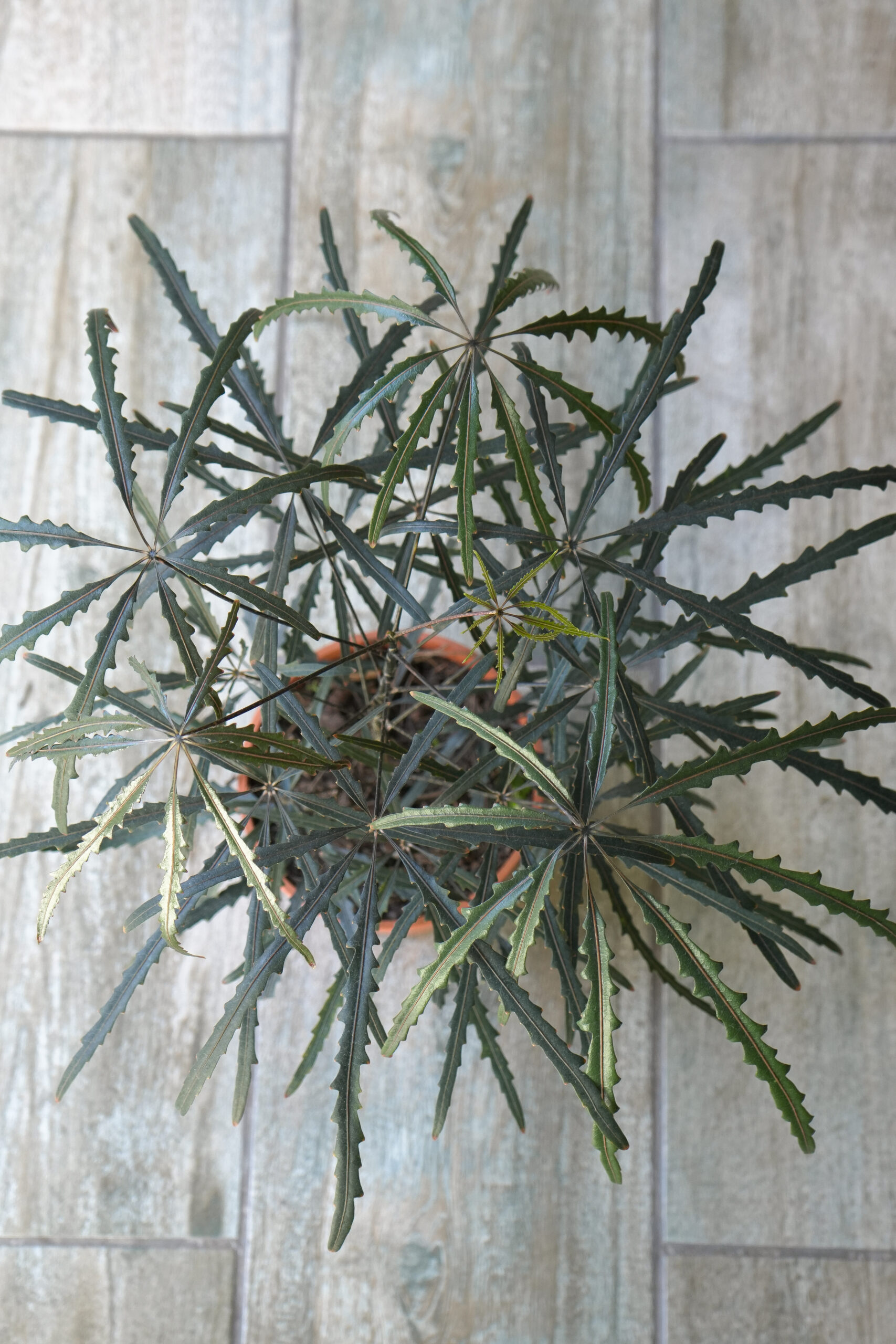 Aralia elegantísima envase de 5 litros
