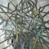Aralia elegantísima m14