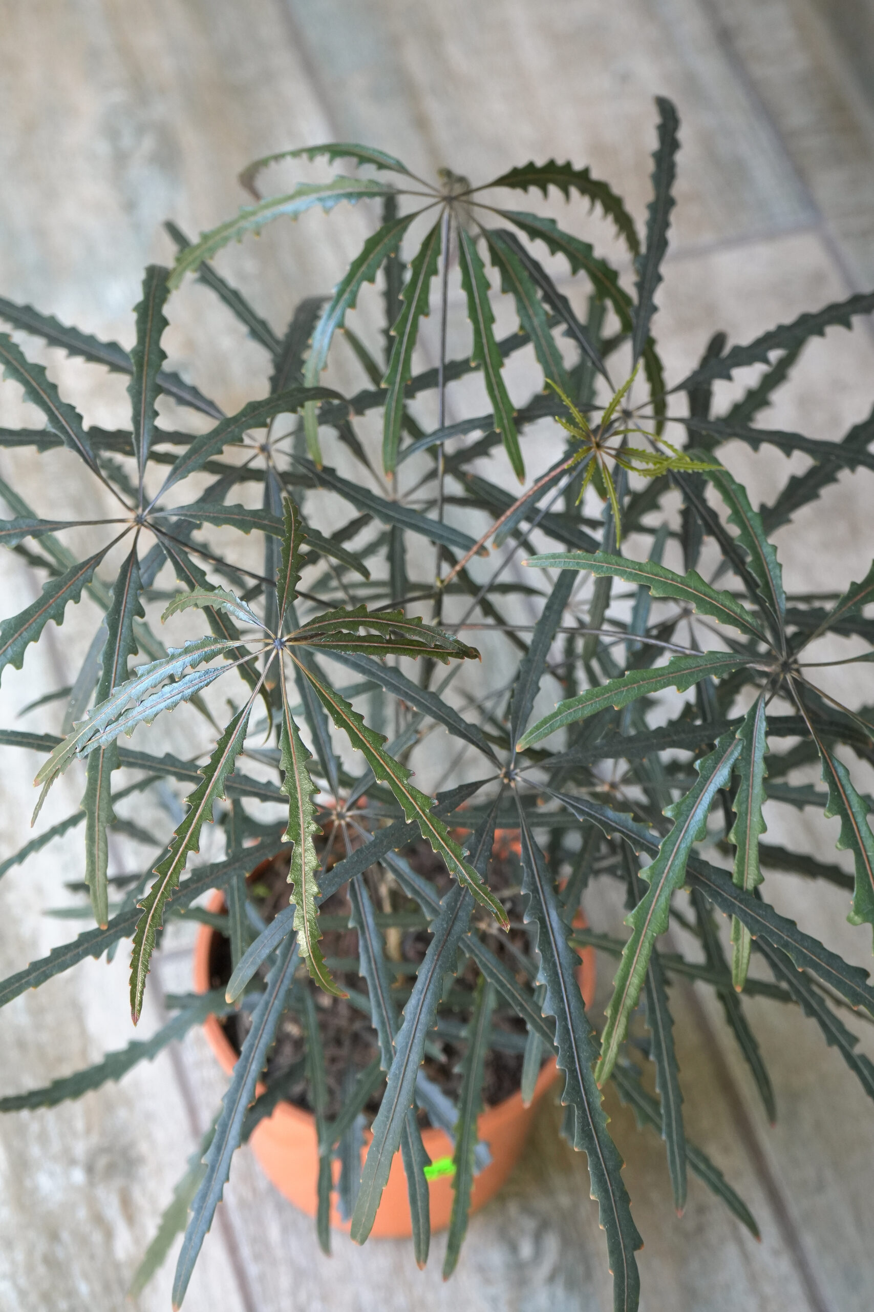 Aralia elegantísima m14