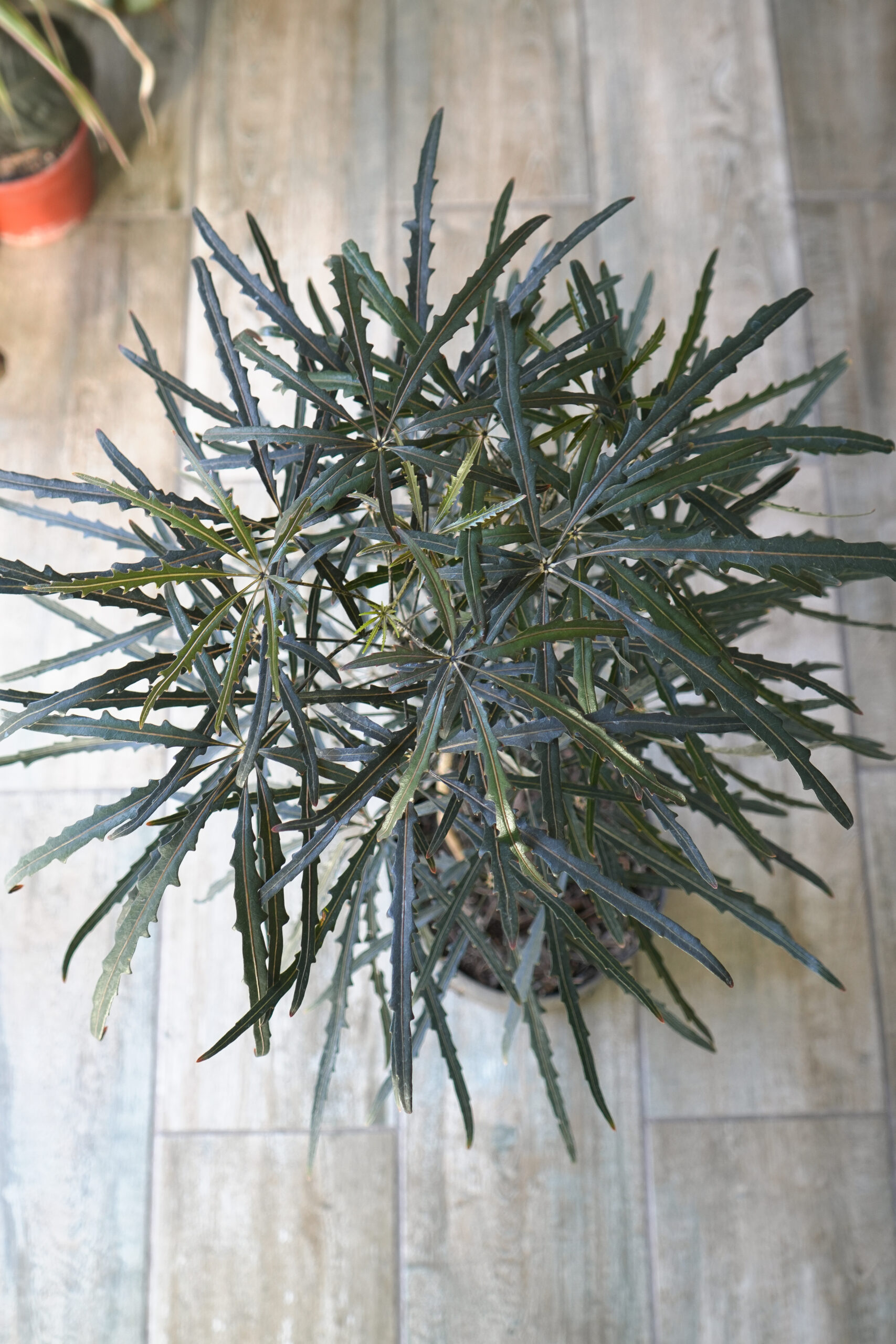Aralia elegantísima envase de 5 litros