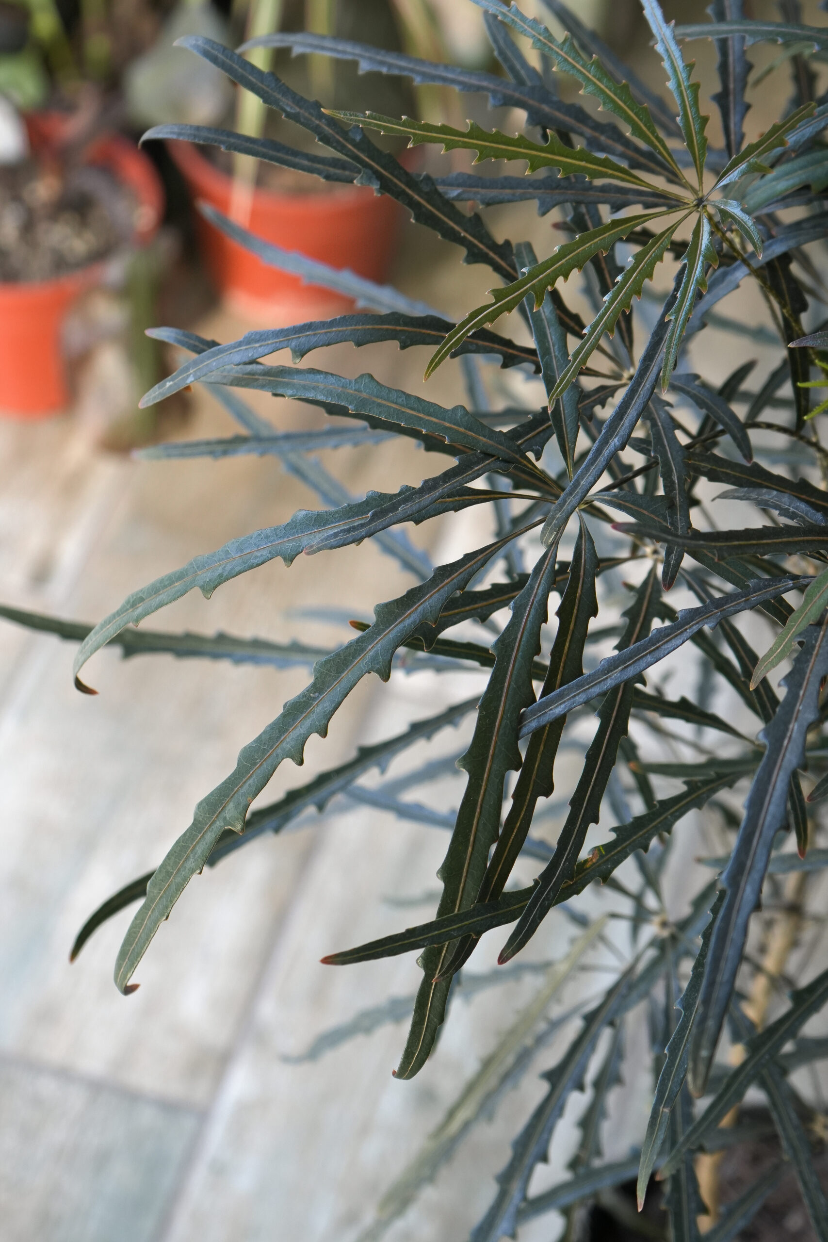 Aralia elegantísima envase de 5 litros