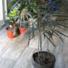 Aralia elegantísima envase de 5 litros