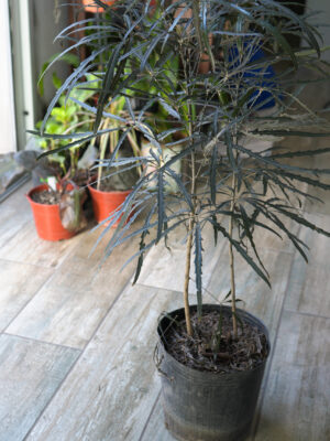 Aralia elegantísima envase de 5 litros