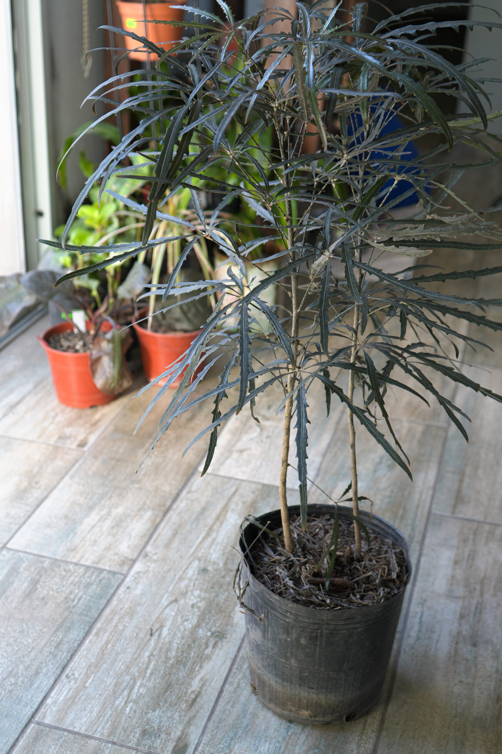 Aralia elegantísima envase de 5 litros