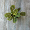 Maranta leuconeura