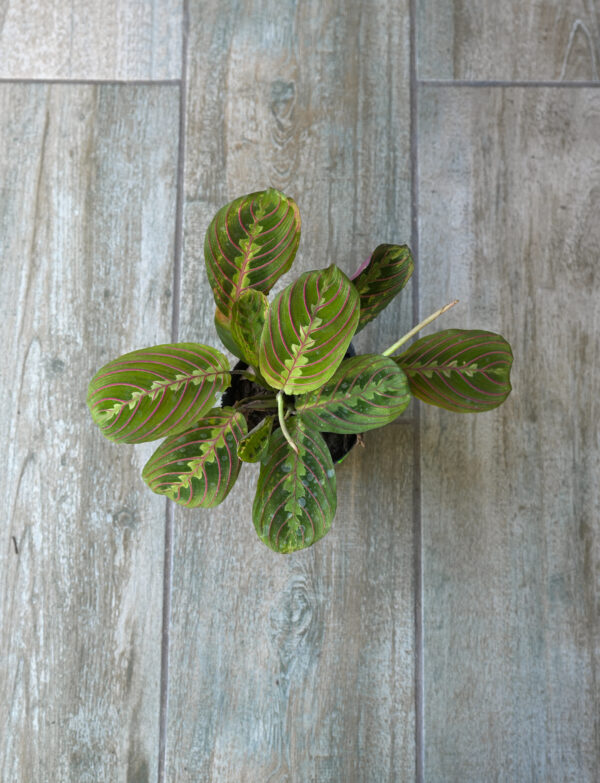 Maranta leuconeura
