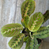 Maranta leuconeura