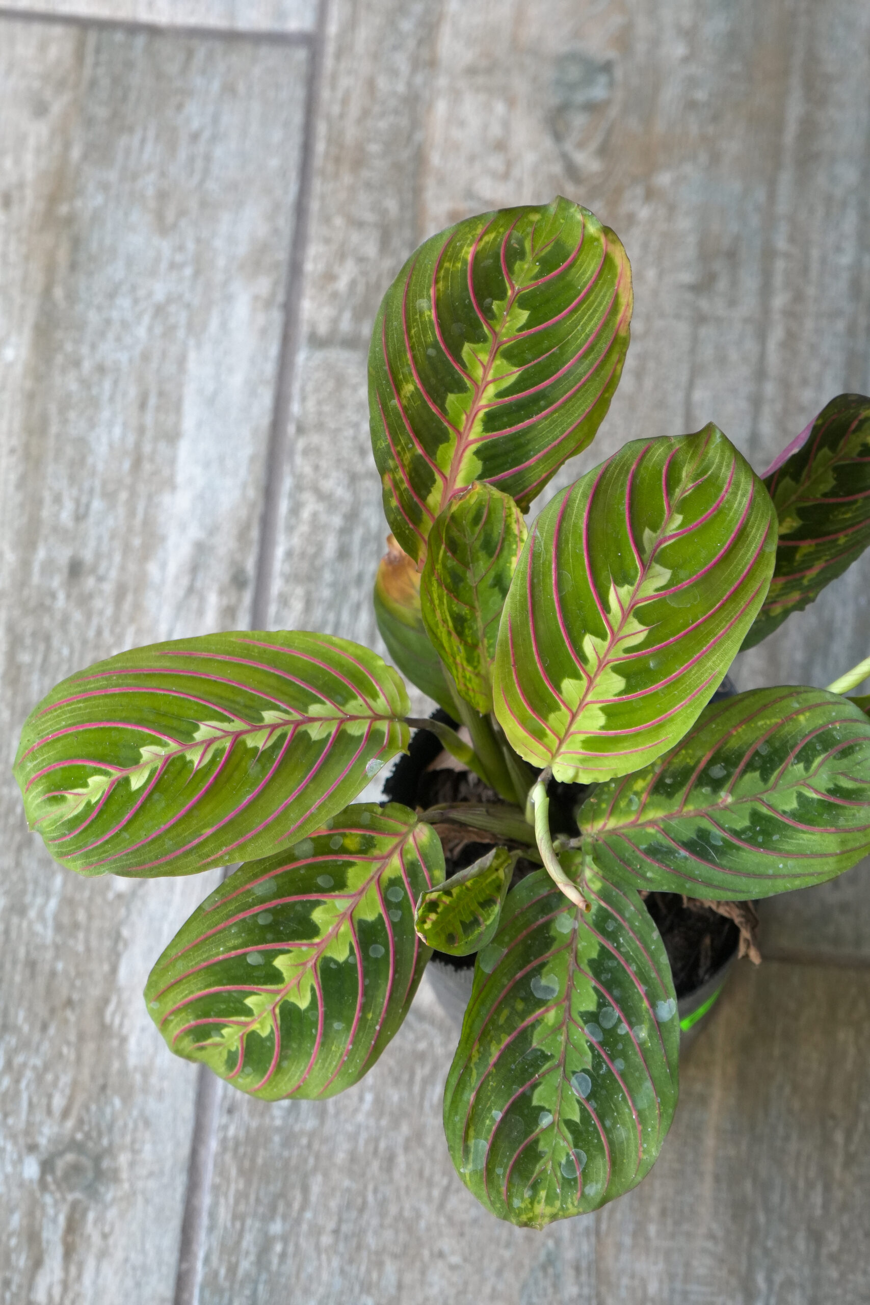 Maranta leuconeura