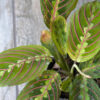 Maranta leuconeura