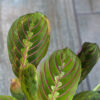 Maranta leuconeura