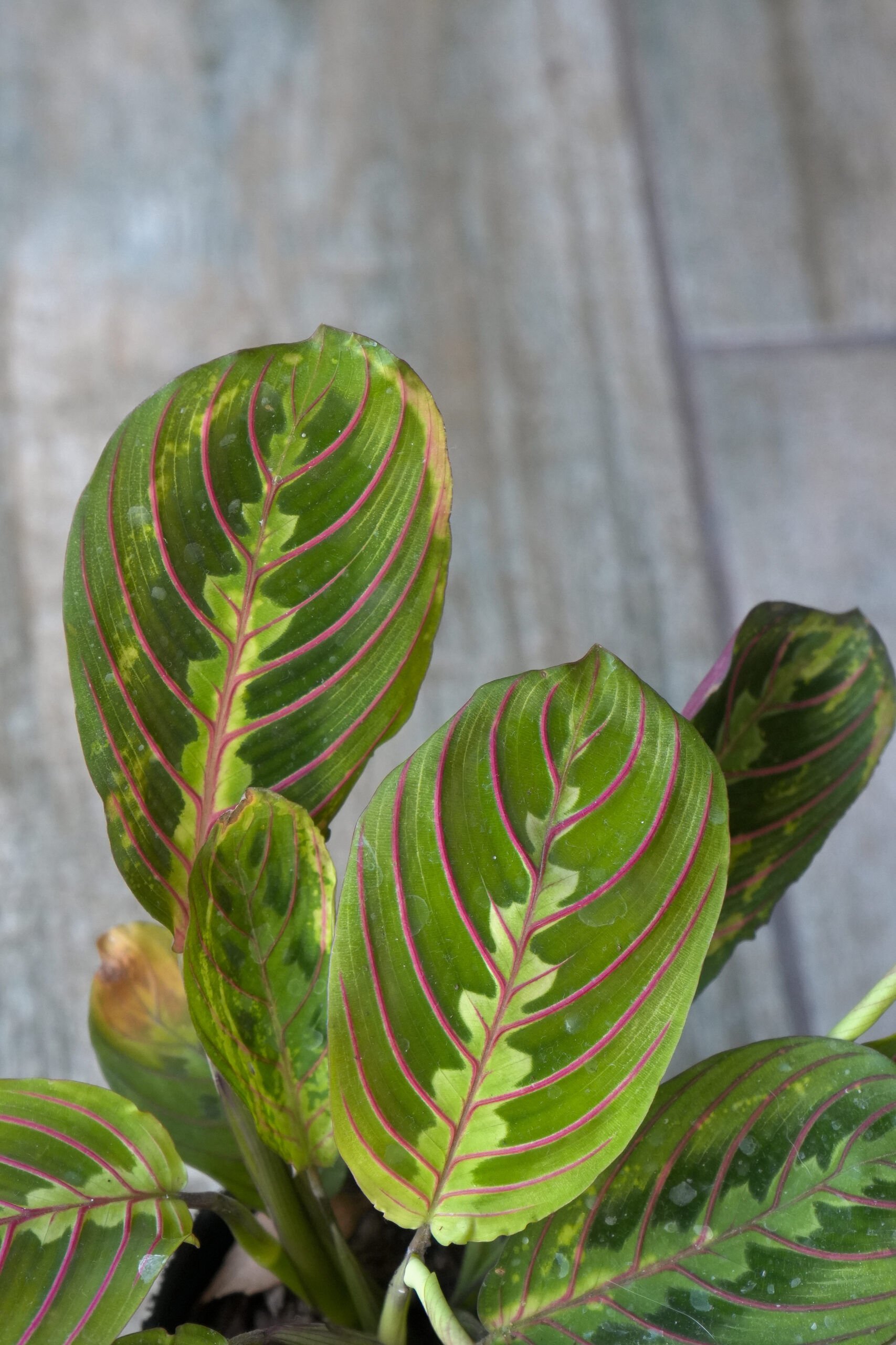 Maranta leuconeura