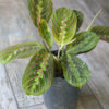 Maranta leuconeura