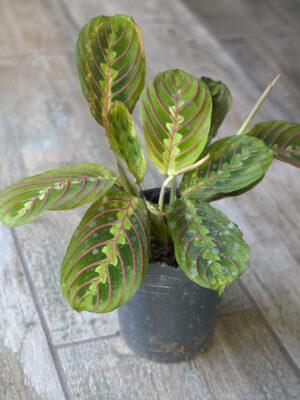Maranta leuconeura
