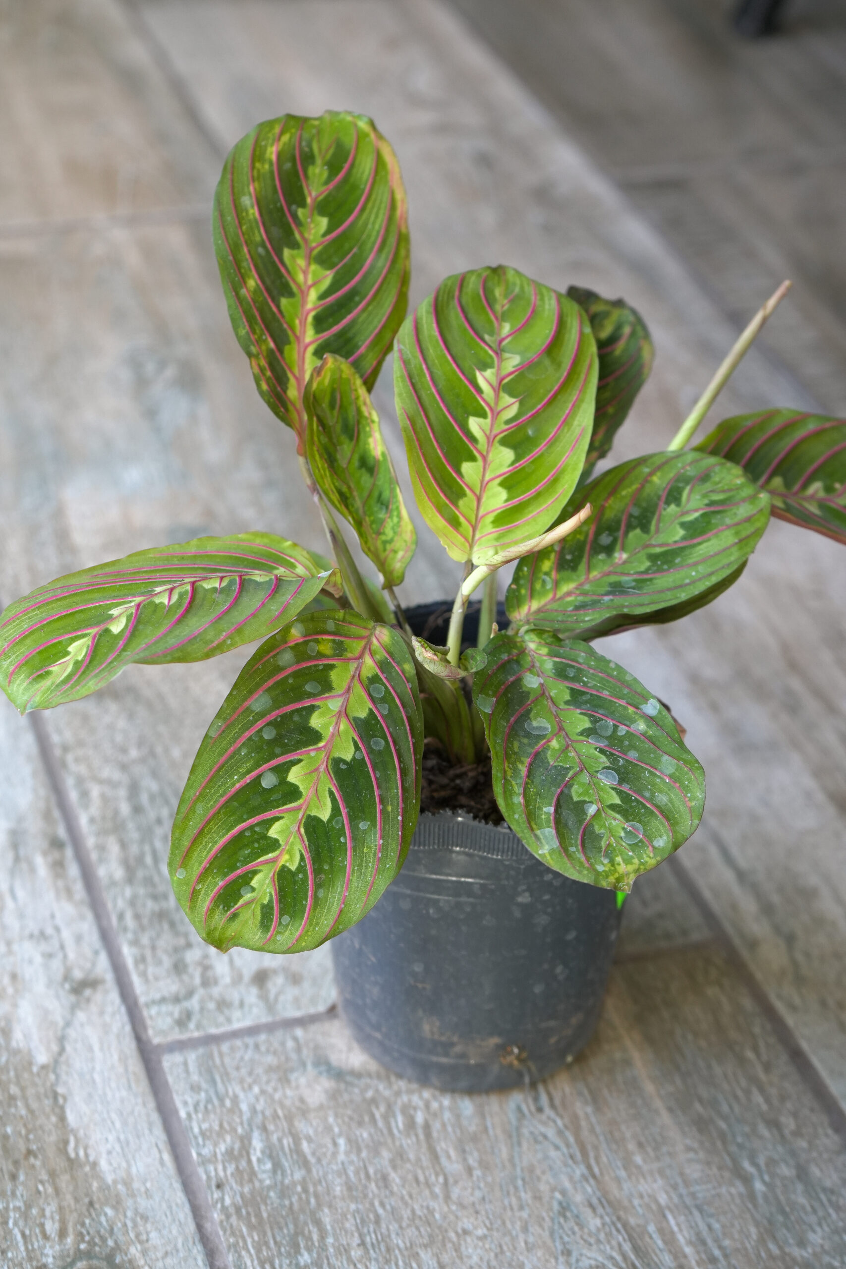 Maranta leuconeura