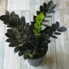 Zamioculca black