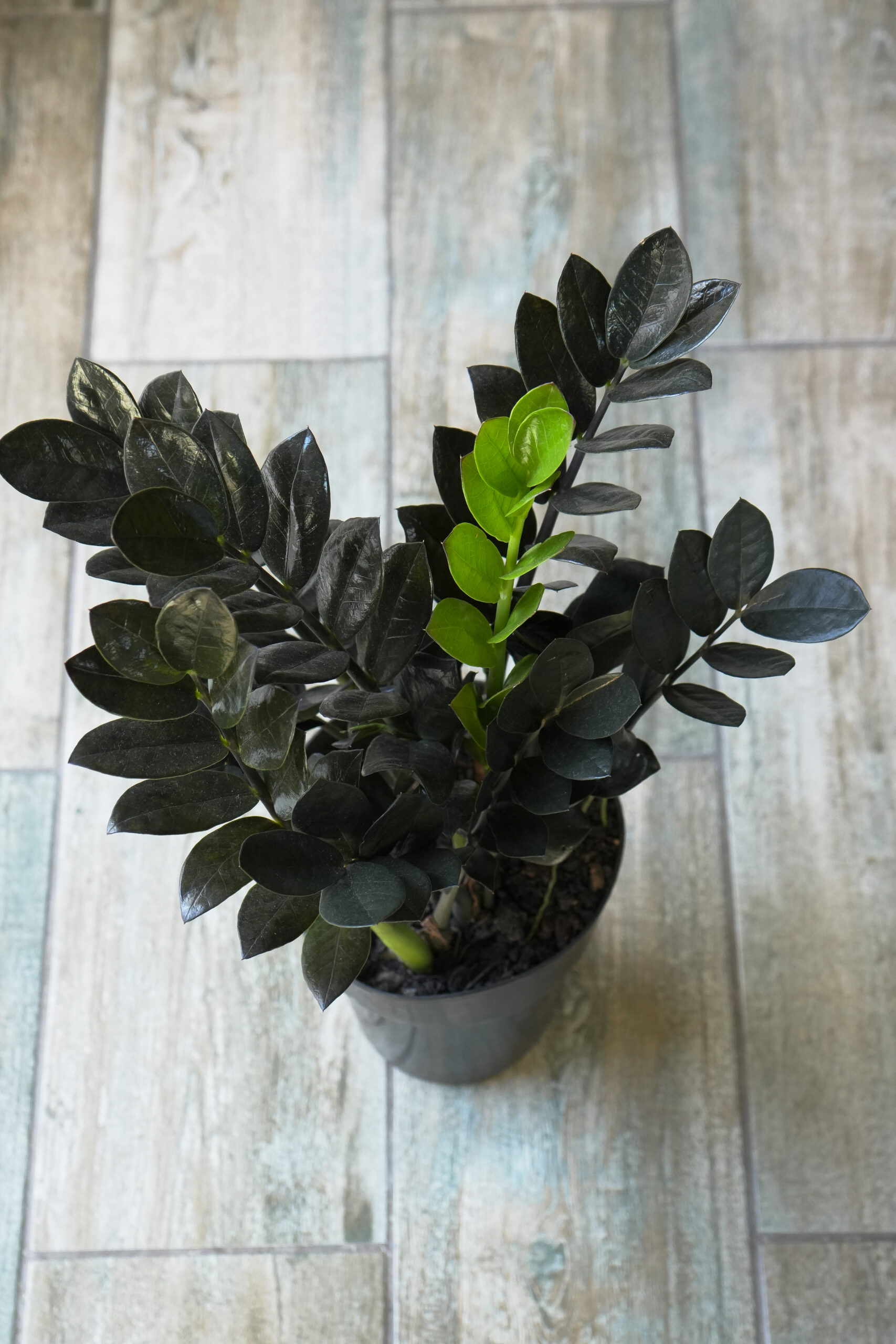 Zamioculca black