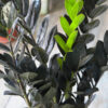 Zamioculca black