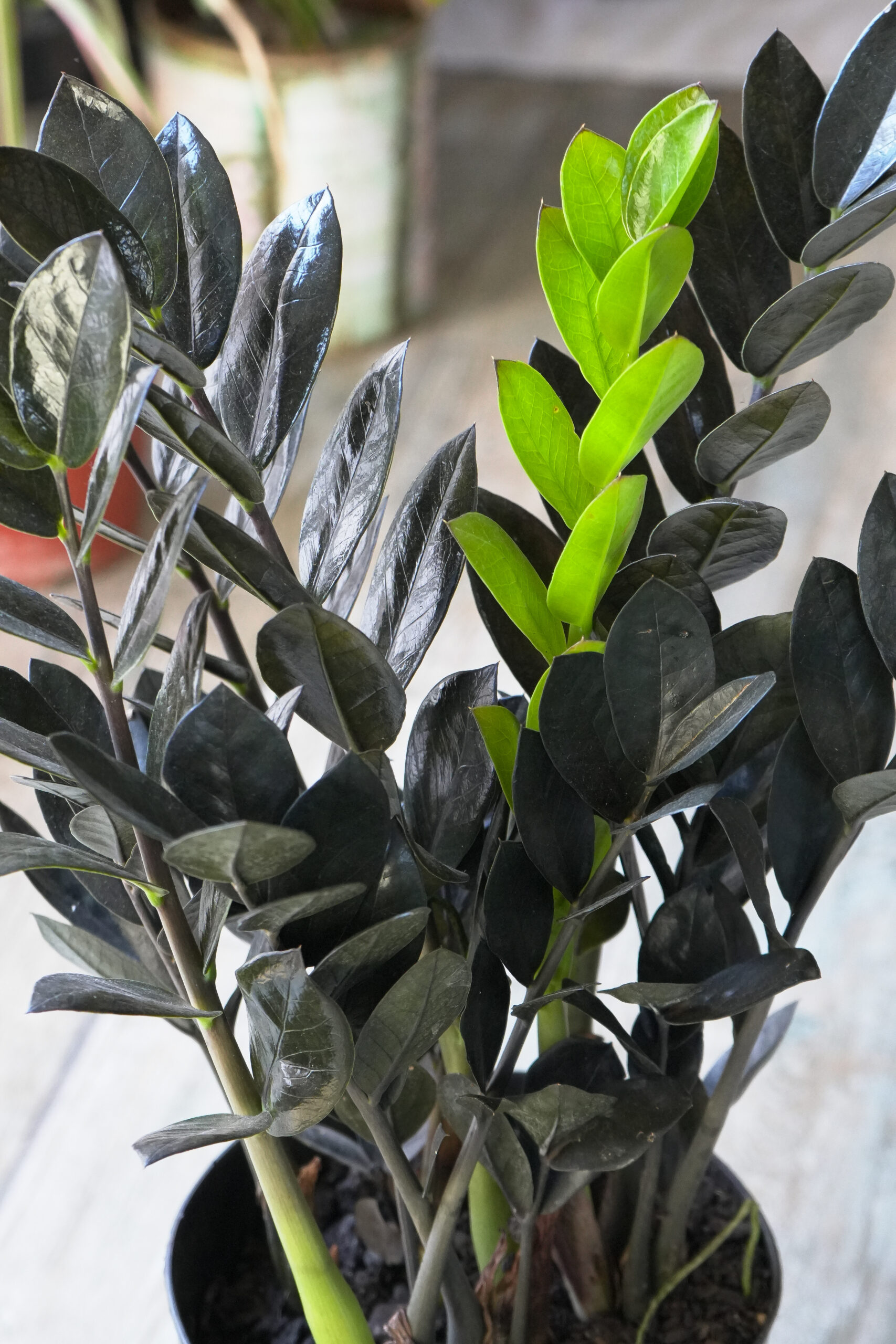 Zamioculca black