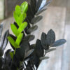 Zamioculca black