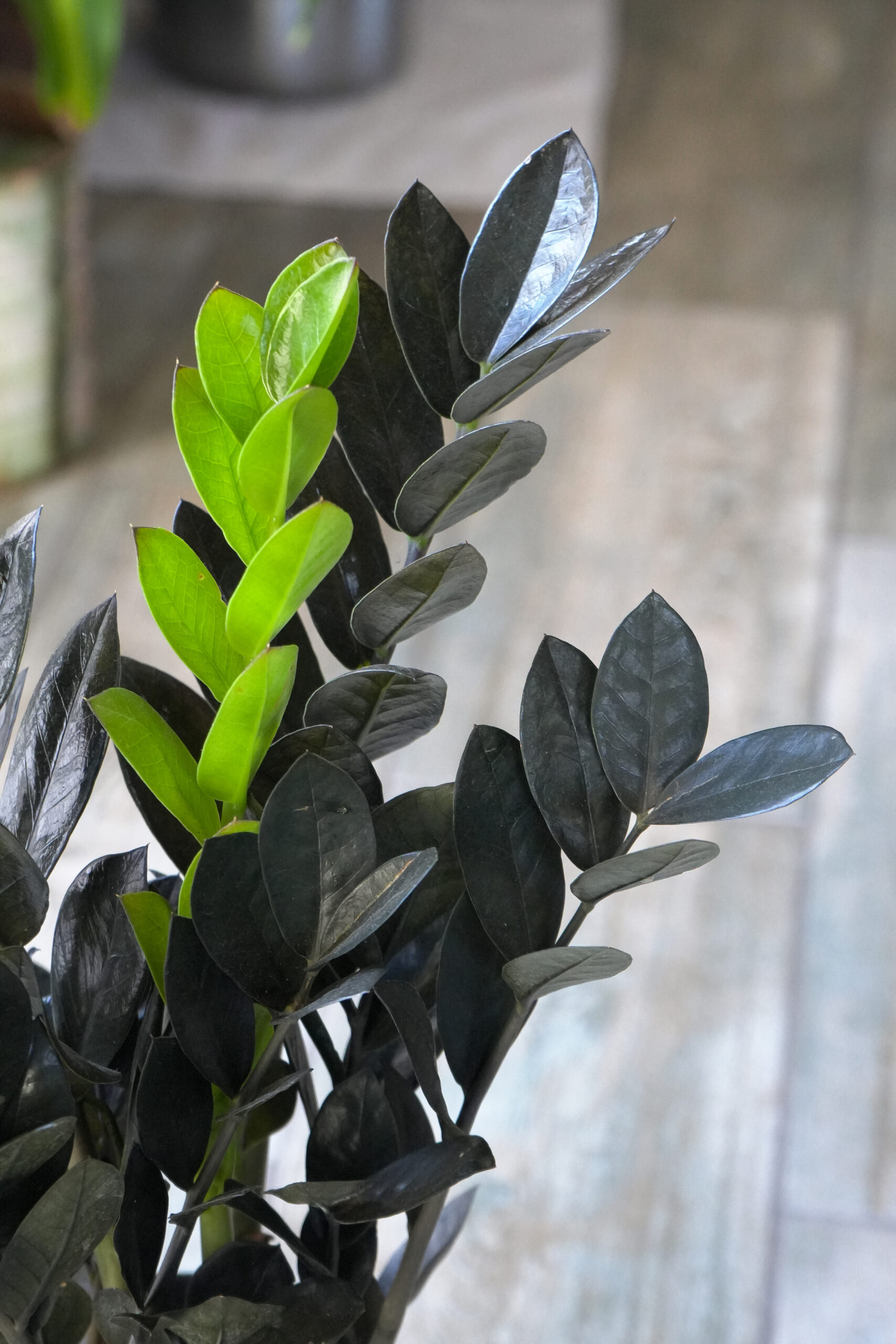 Zamioculca black