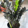 Zamioculca black