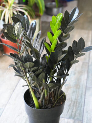 Zamioculca black
