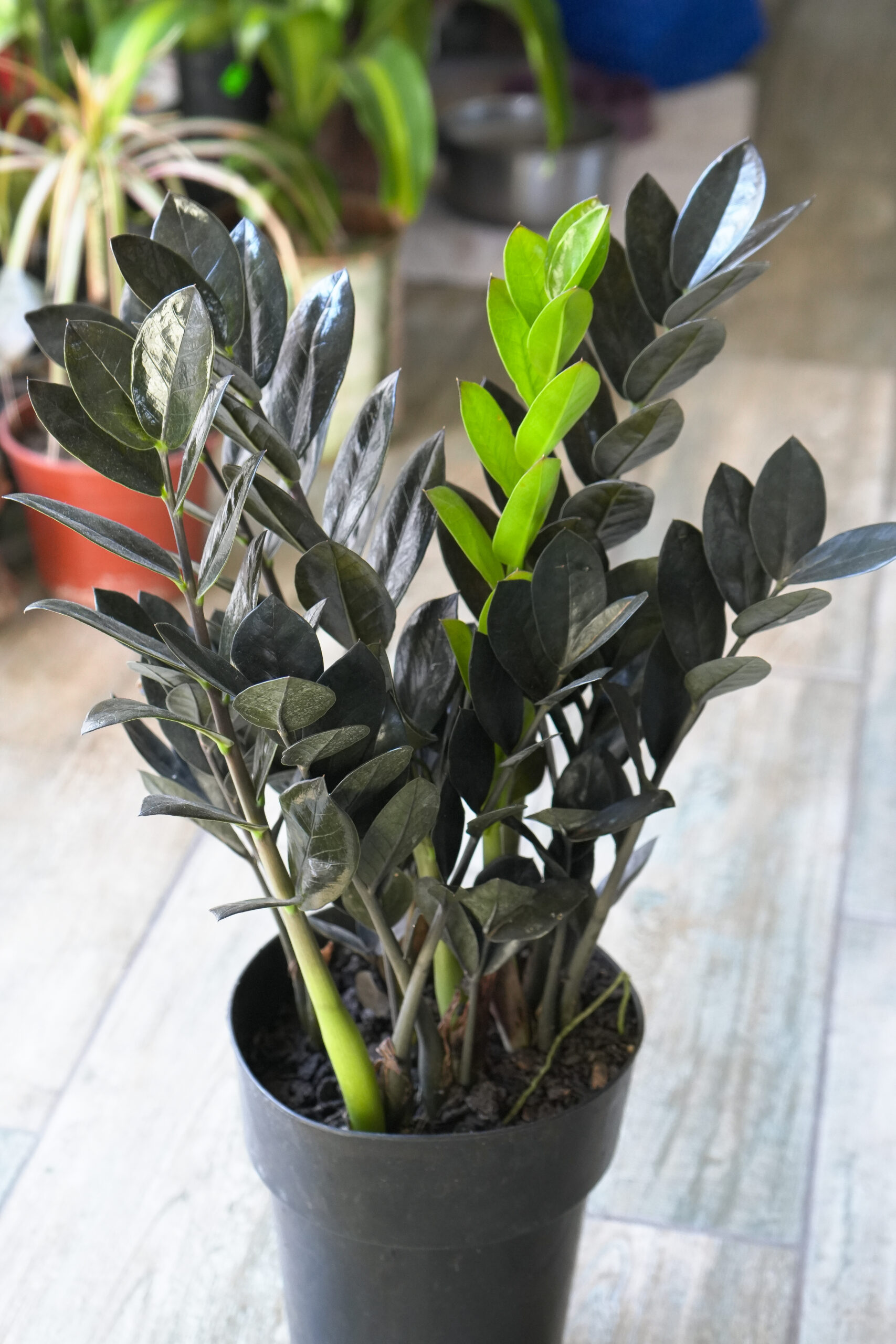 Zamioculca black