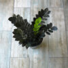 Zamioculca black