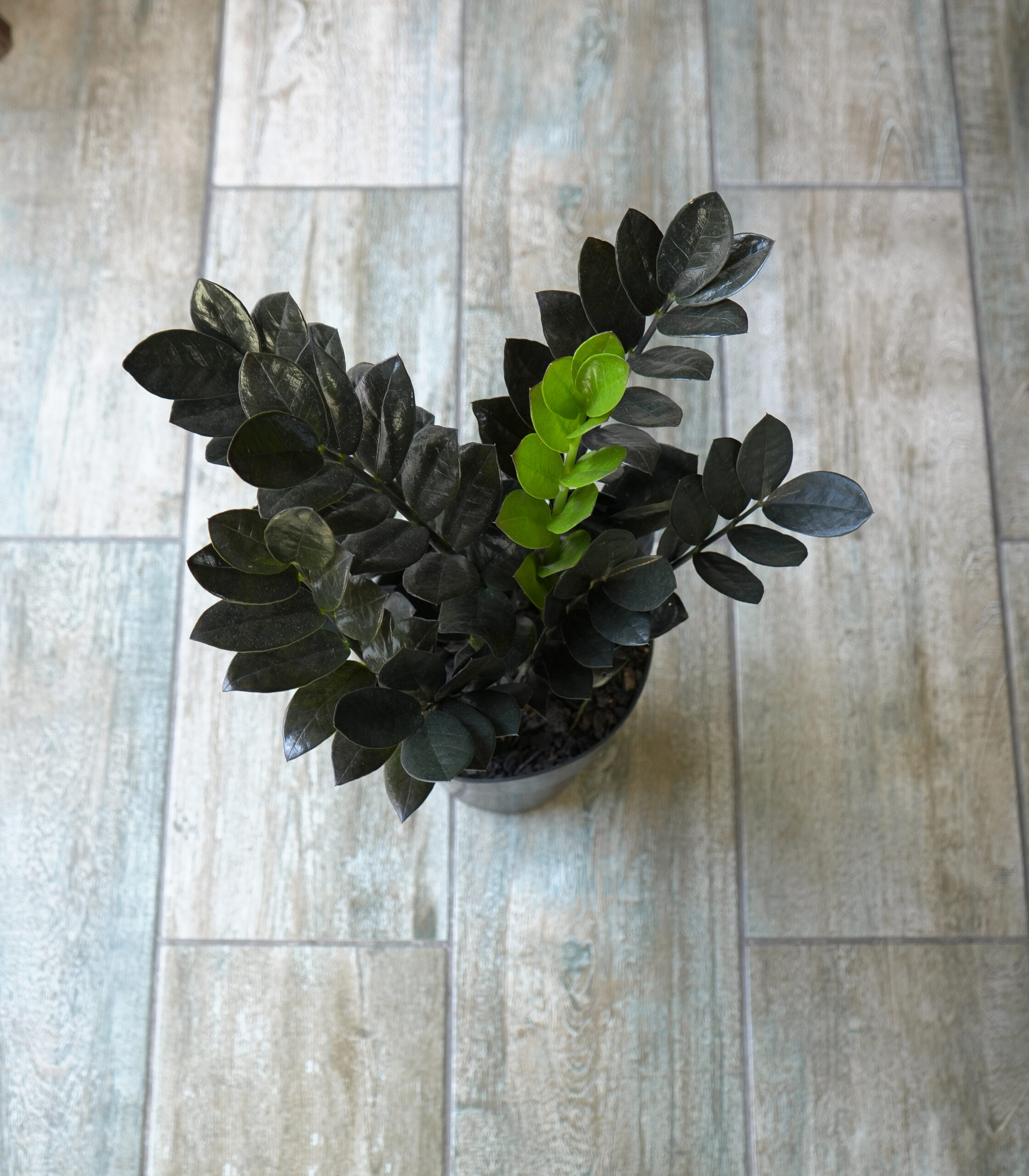 Zamioculca black