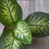 Dieffenbachia Tropic