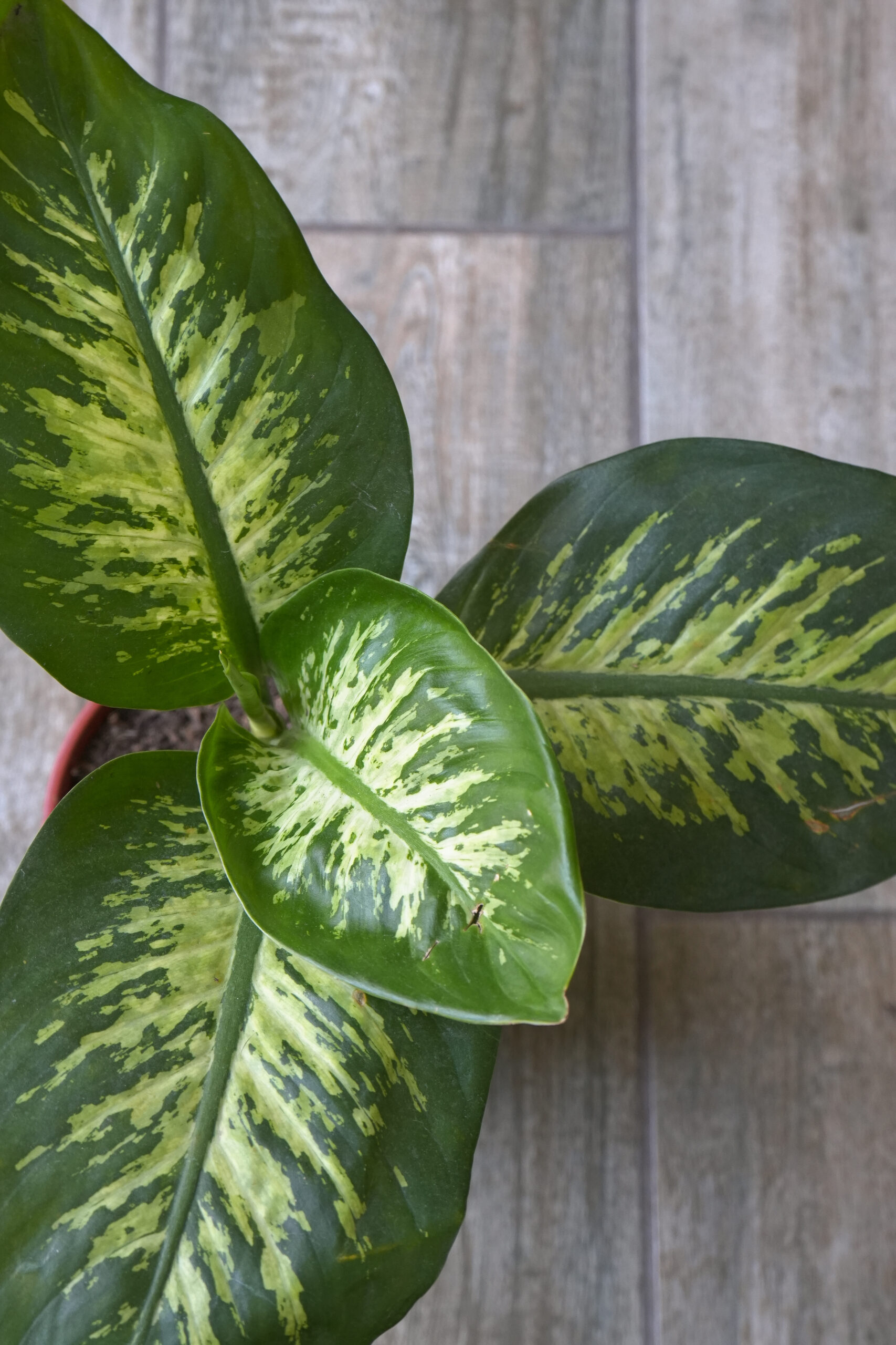 Dieffenbachia Tropic