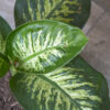 Dieffenbachia Tropic