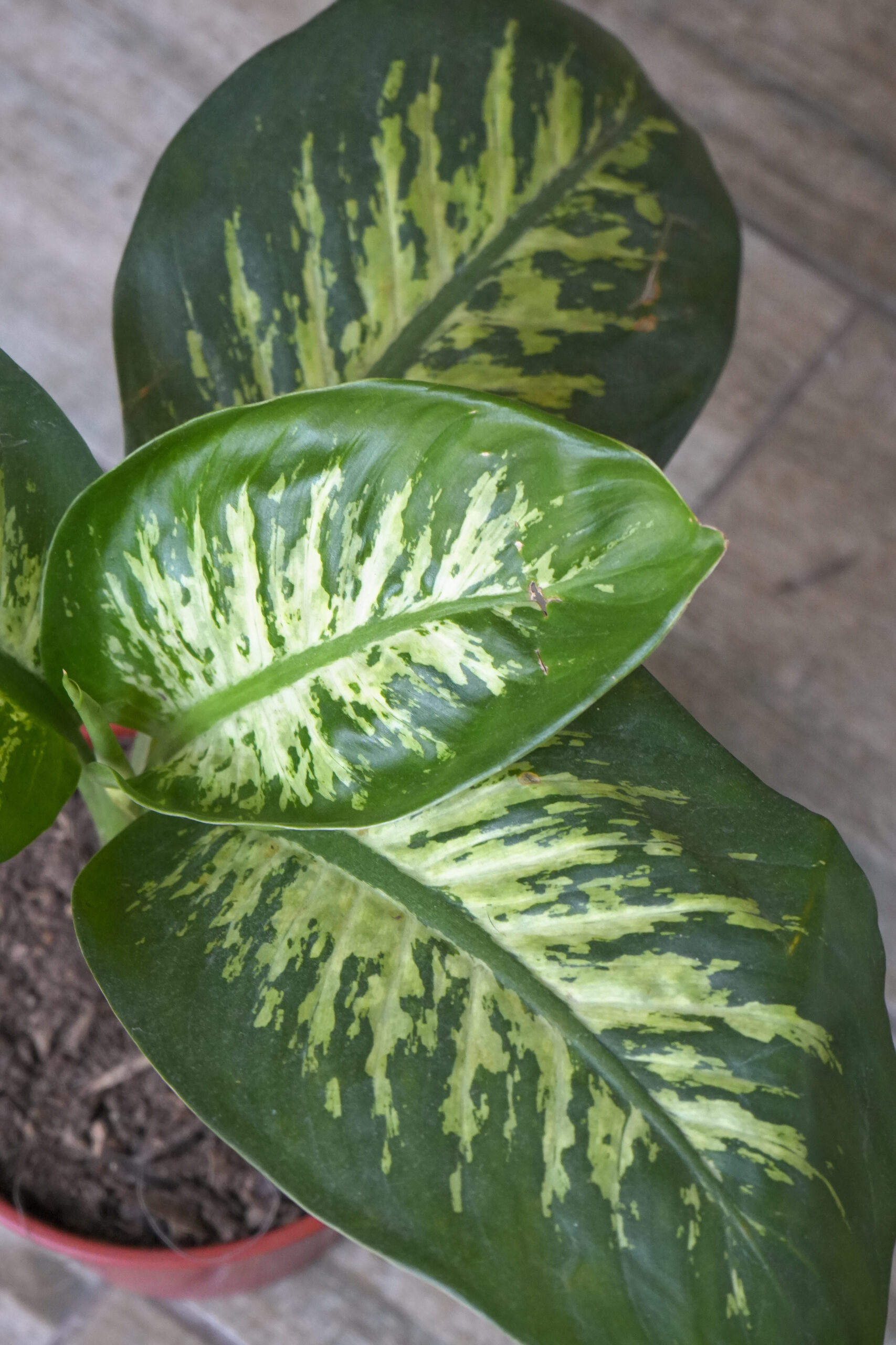 Dieffenbachia Tropic