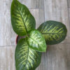 Dieffenbachia Tropic