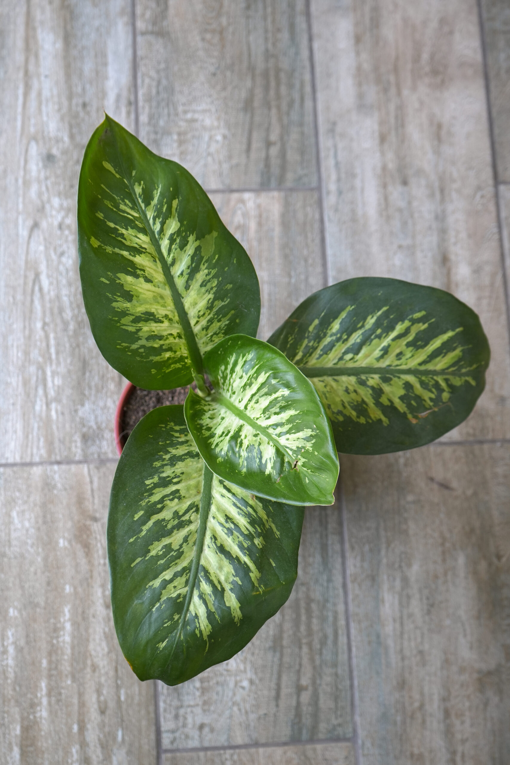 Dieffenbachia Tropic