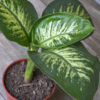 Dieffenbachia Tropic