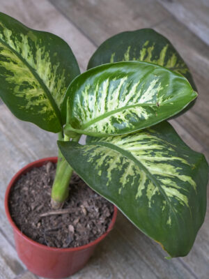 Dieffenbachia Tropic