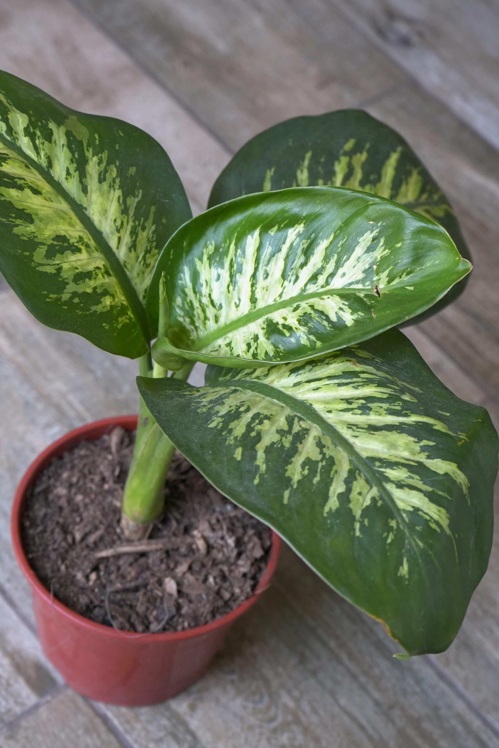 Dieffenbachia Tropic