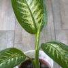 Dieffenbachia Tropic chica