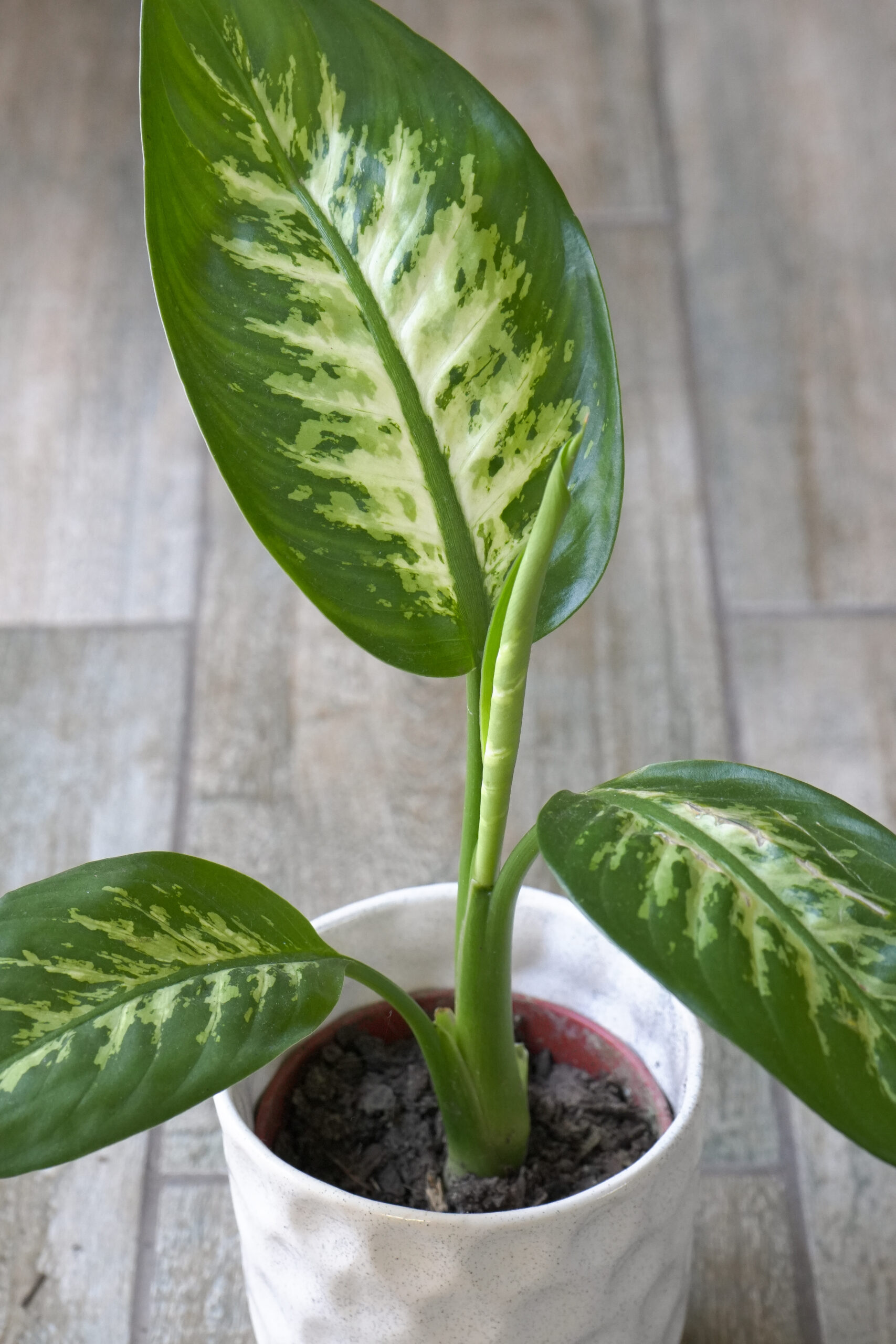 Dieffenbachia Tropic chica