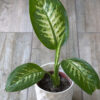 Dieffenbachia Tropic chica