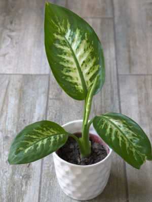 Dieffenbachia Tropic chica