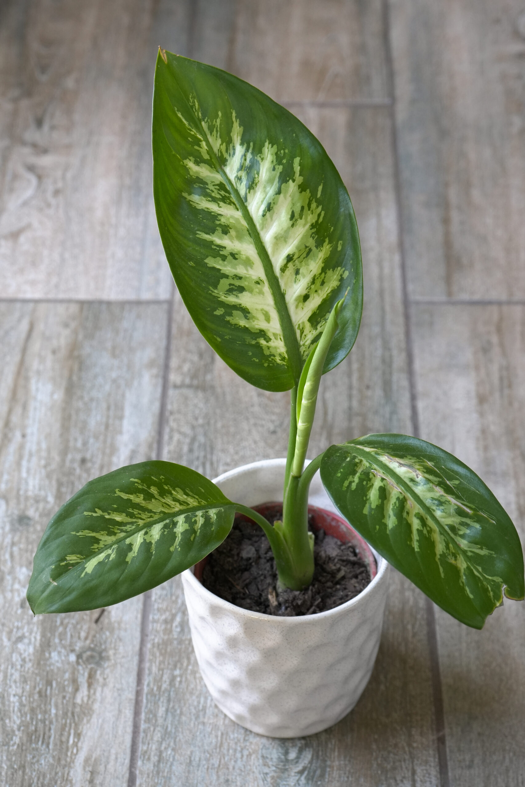Dieffenbachia Tropic chica