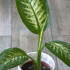Dieffenbachia Tropic chica