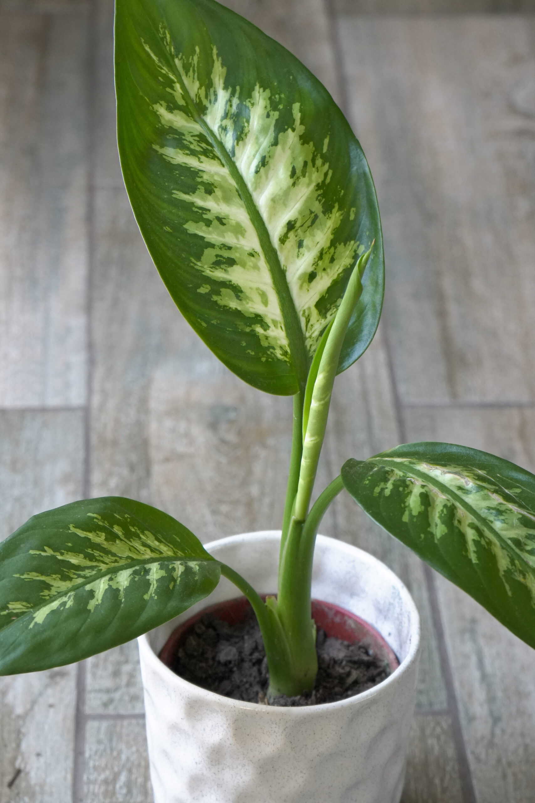 Dieffenbachia Tropic chica